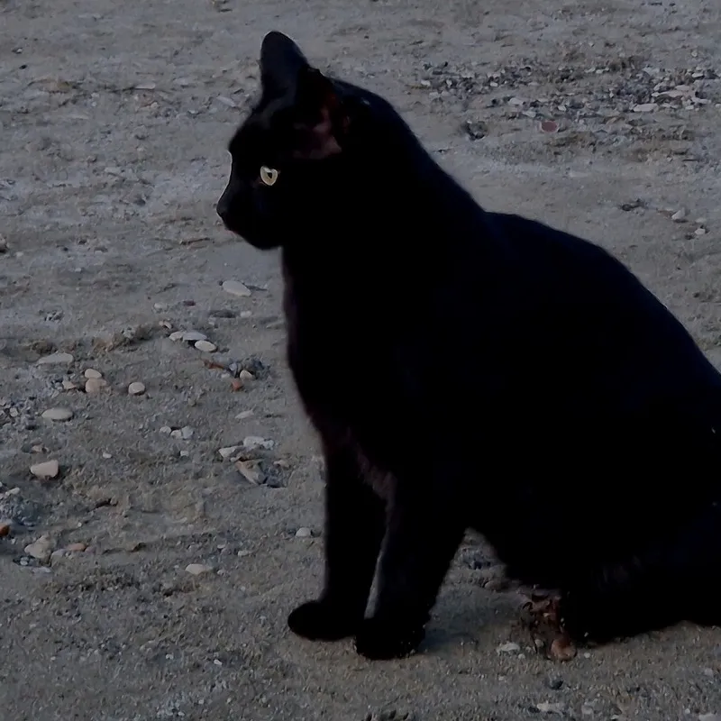 A black cat in a dark, harsh photo: a black shape with one visible eye