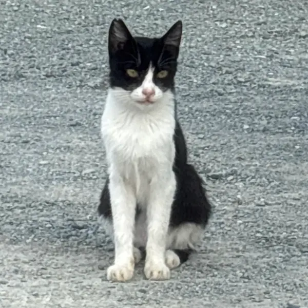 Domino