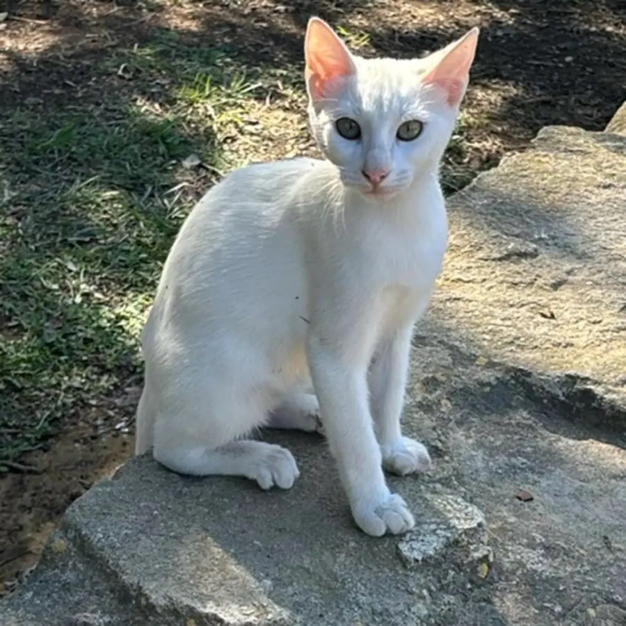 Snowball