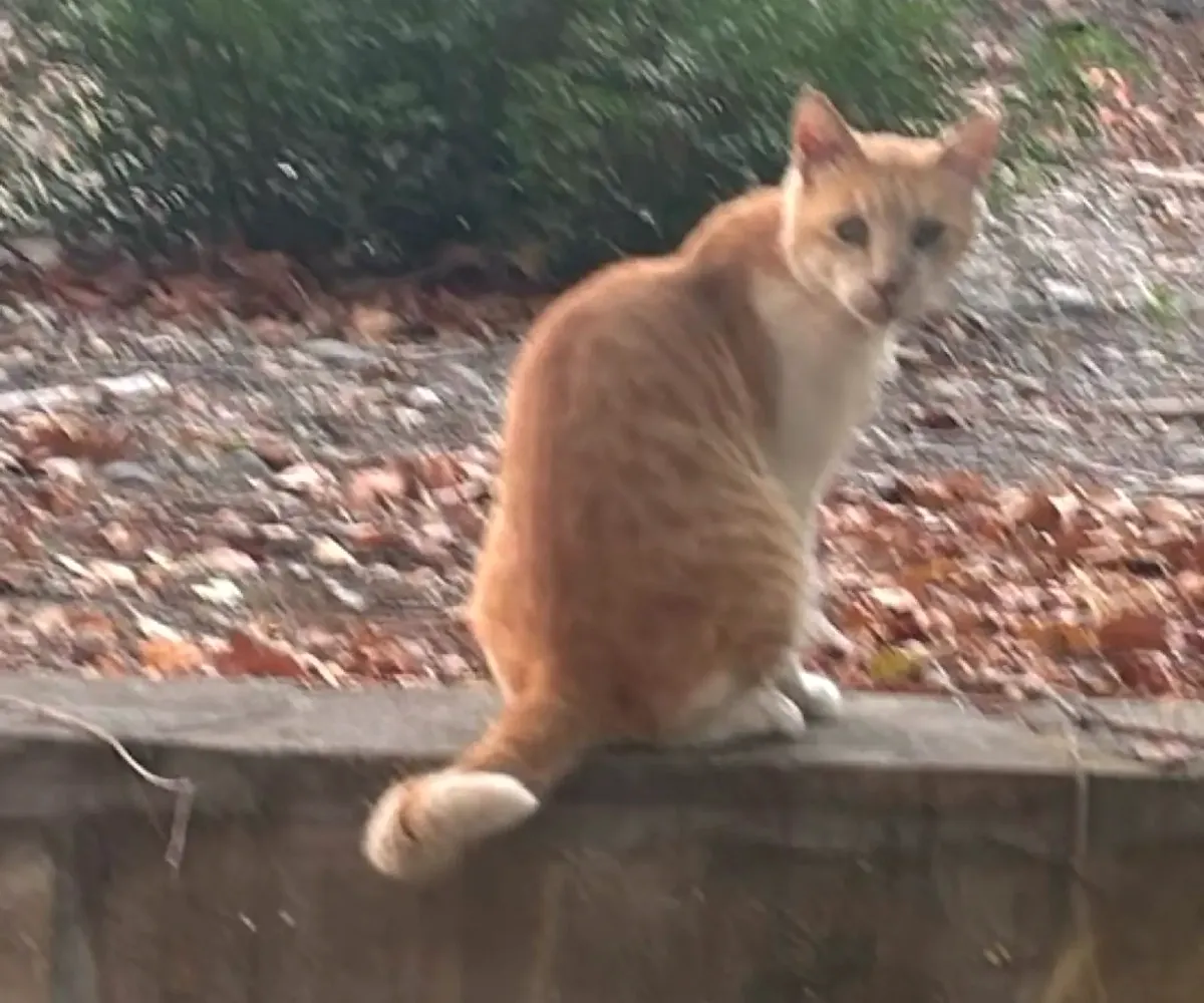 An orange and white cat sitting on a low wall among autumn leaves, looking back at the camera